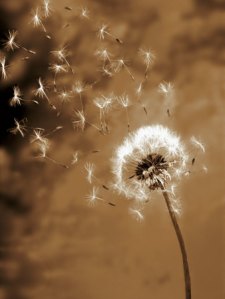 dandelion-seed-blowing-away