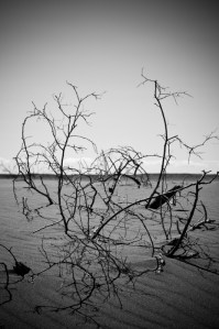twigs-black-and-white-web